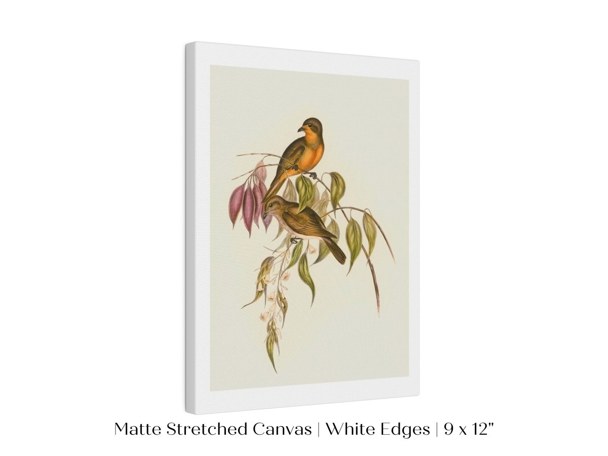 Whistler Bird Illustration | P327 - Single Art Prints - Piccolo Fiore Prints