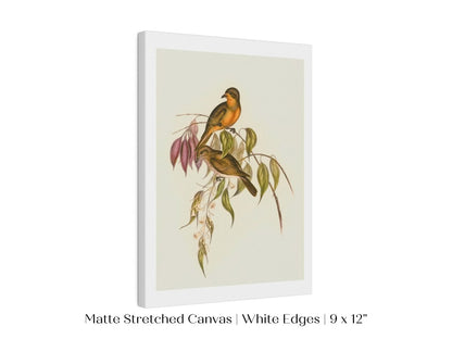 Whistler Bird Illustration | P327 - Single Art Prints - Piccolo Fiore Prints