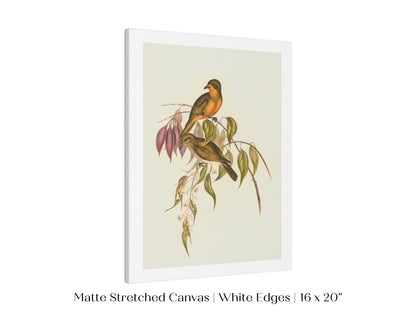 Whistler Bird Illustration | P327 - Single Art Prints - Piccolo Fiore Prints