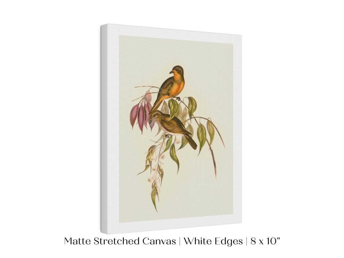 Whistler Bird Illustration | P327 - Single Art Prints - Piccolo Fiore Prints