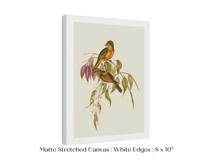 Whistler Bird Illustration | P327 - Single Art Prints - Piccolo Fiore Prints