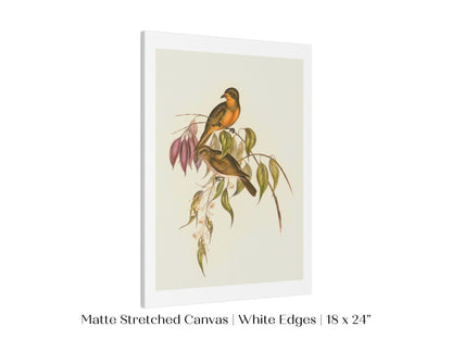 Whistler Bird Illustration | P327 - Single Art Prints - Piccolo Fiore Prints