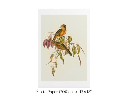 Whistler Bird Illustration | P327 - Single Art Prints - Piccolo Fiore Prints