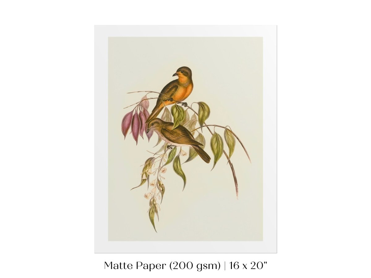 Whistler Bird Illustration | P327 - Single Art Prints - Piccolo Fiore Prints