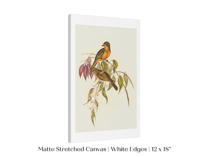 Whistler Bird Illustration | P327 - Single Art Prints - Piccolo Fiore Prints