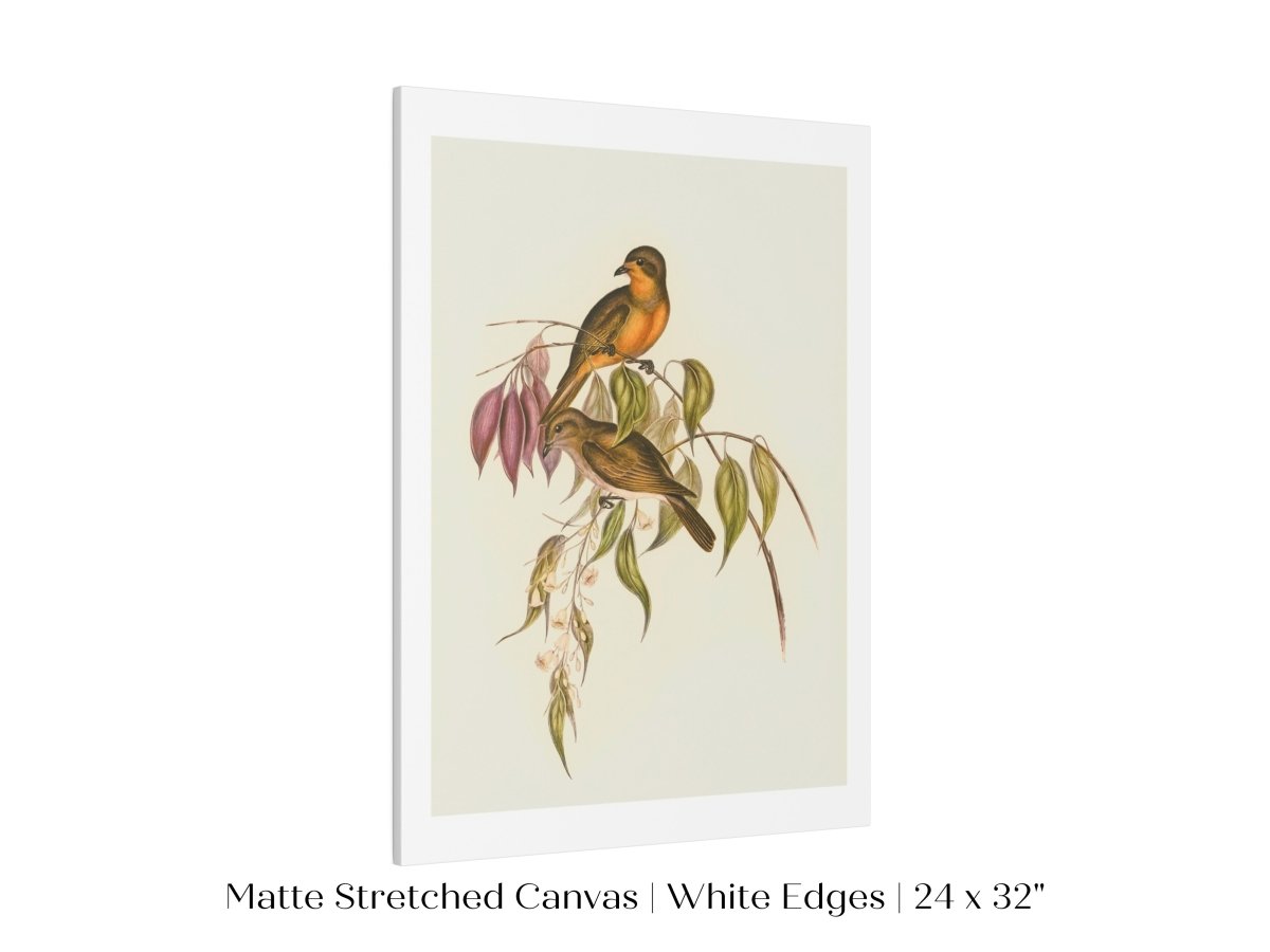 Whistler Bird Illustration | P327 - Single Art Prints - Piccolo Fiore Prints