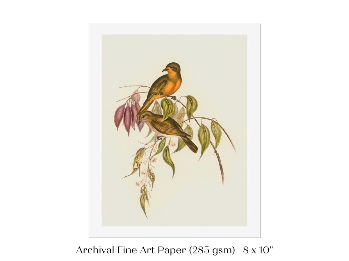 Whistler Bird Illustration | P327 - Single Art Prints - Piccolo Fiore Prints