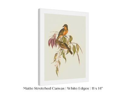 Whistler Bird Illustration | P327 - Single Art Prints - Piccolo Fiore Prints