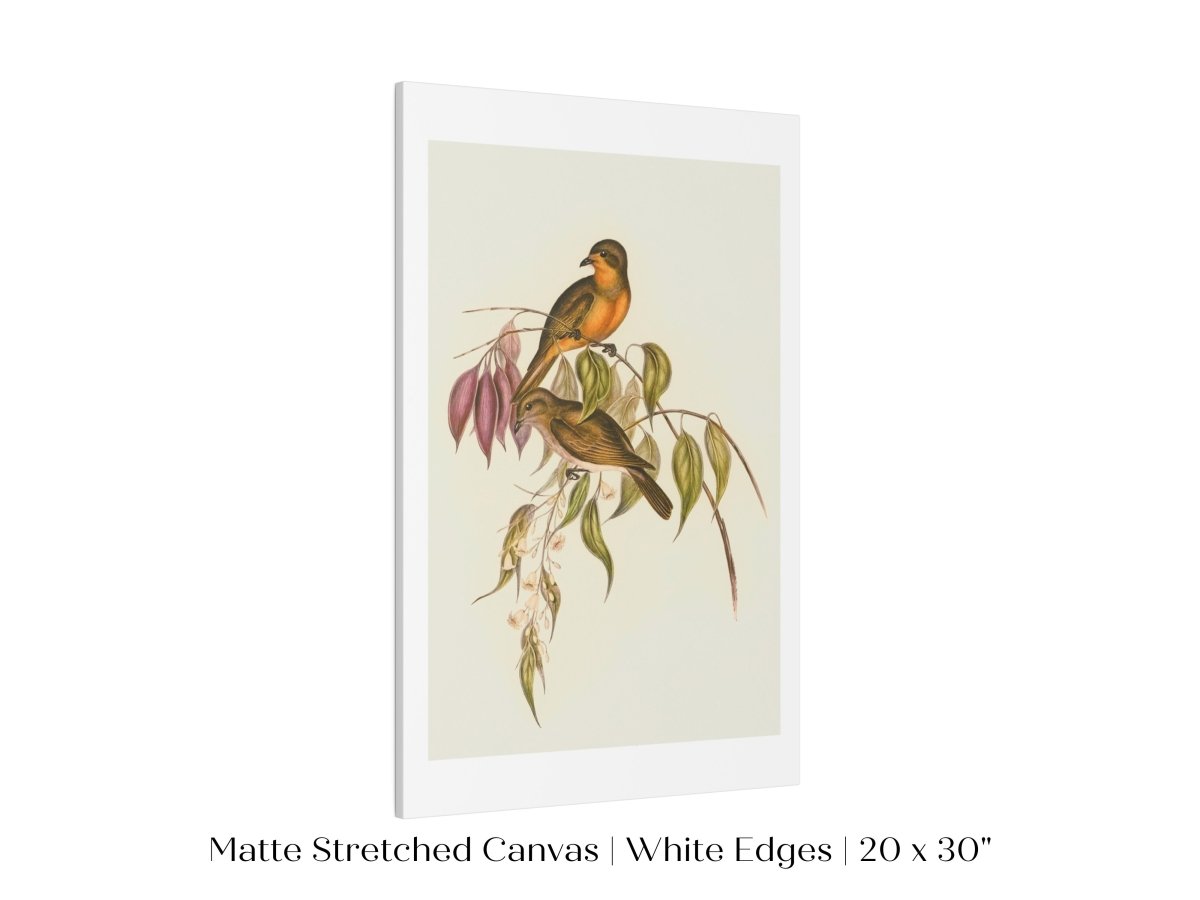 Whistler Bird Illustration | P327 - Single Art Prints - Piccolo Fiore Prints