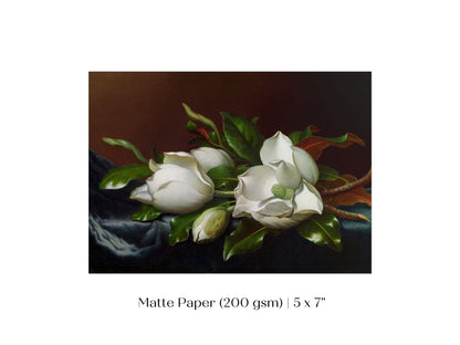 White Magnolias on Blue Velvet Cloth | P349 - Single Art Prints - Piccolo Fiore Prints