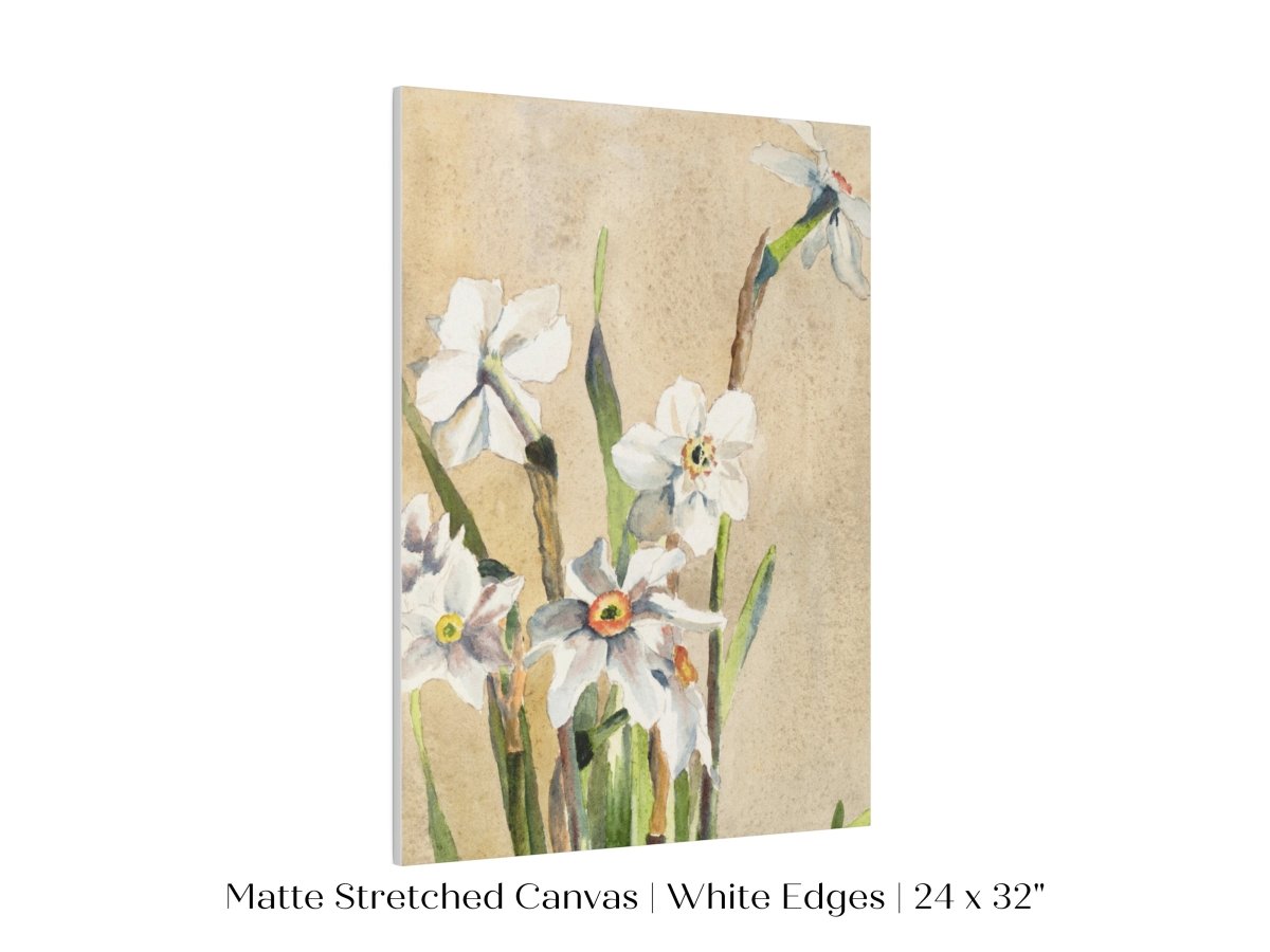 White Narcissus | P77 - Single Art Prints - Piccolo Fiore Prints