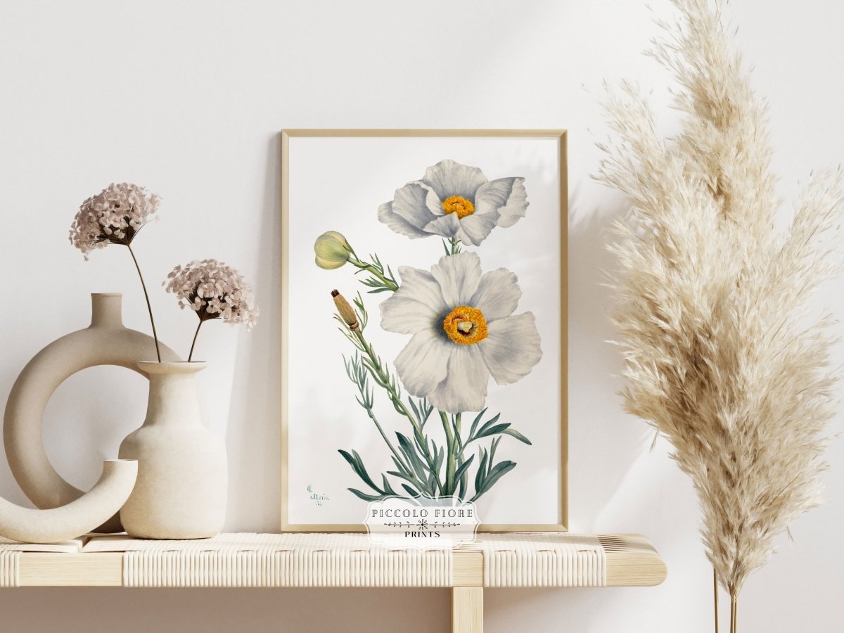 White Poppy Illustration | P79 - Single Art Prints - Piccolo Fiore Prints