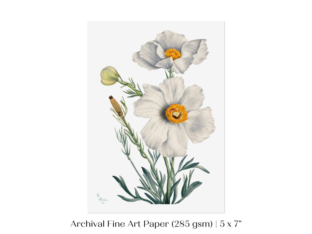 White Poppy Illustration | P79 - Single Art Prints - Piccolo Fiore Prints