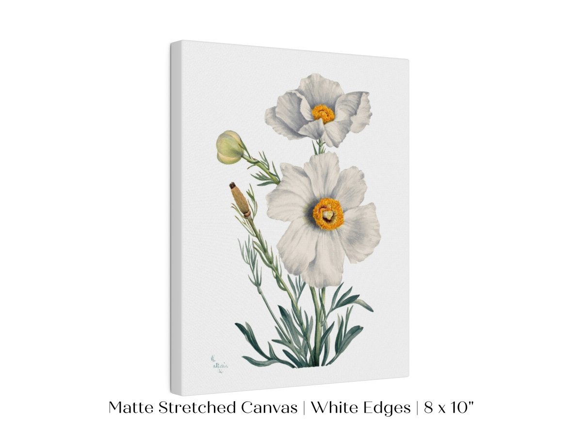 White Poppy Illustration | P79 - Single Art Prints - Piccolo Fiore Prints