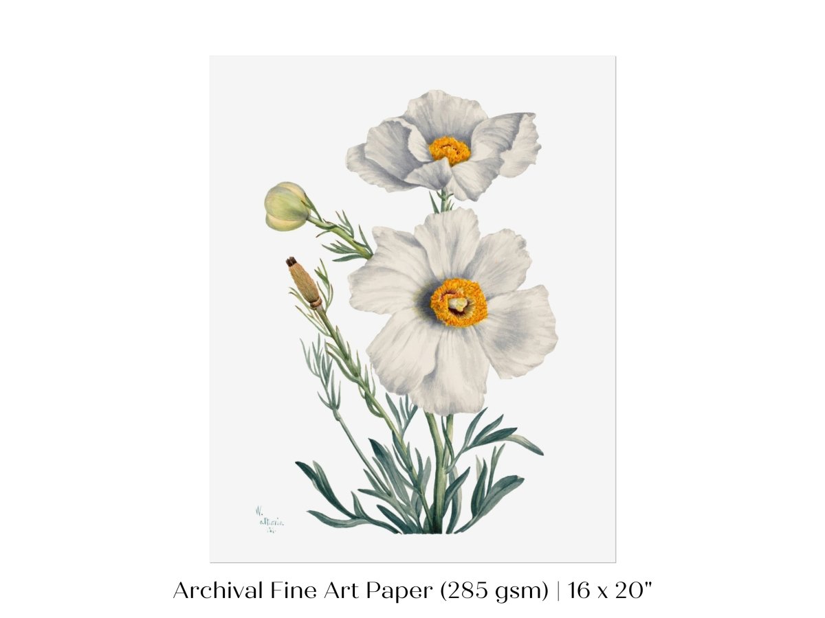 White Poppy Illustration | P79 - Single Art Prints - Piccolo Fiore Prints