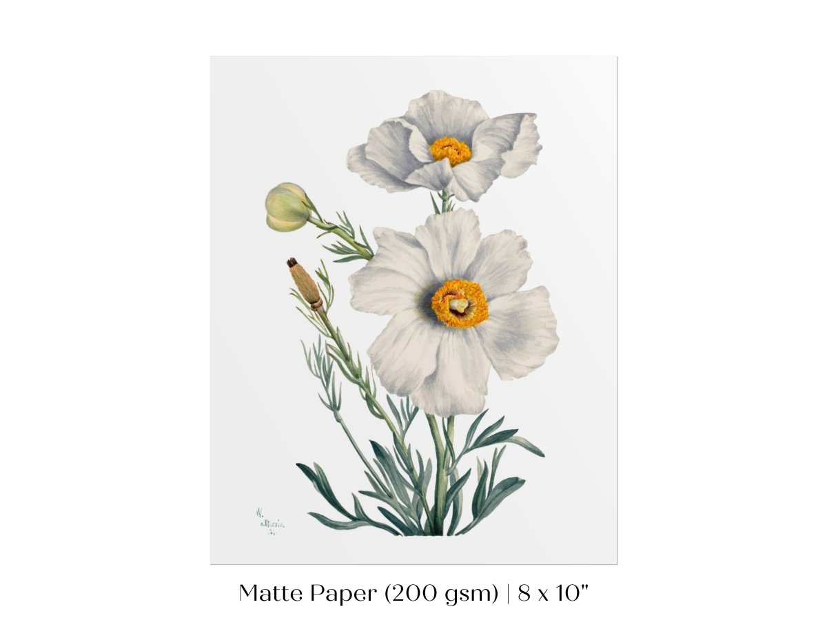 White Poppy Illustration | P79 - Single Art Prints - Piccolo Fiore Prints