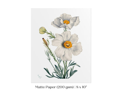 White Poppy Illustration | P79 - Single Art Prints - Piccolo Fiore Prints