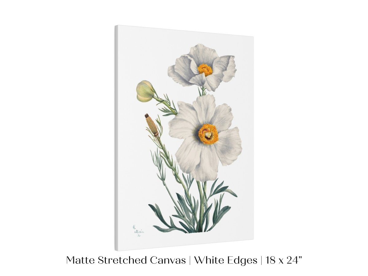 White Poppy Illustration | P79 - Single Art Prints - Piccolo Fiore Prints