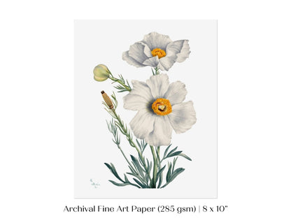 White Poppy Illustration | P79 - Single Art Prints - Piccolo Fiore Prints