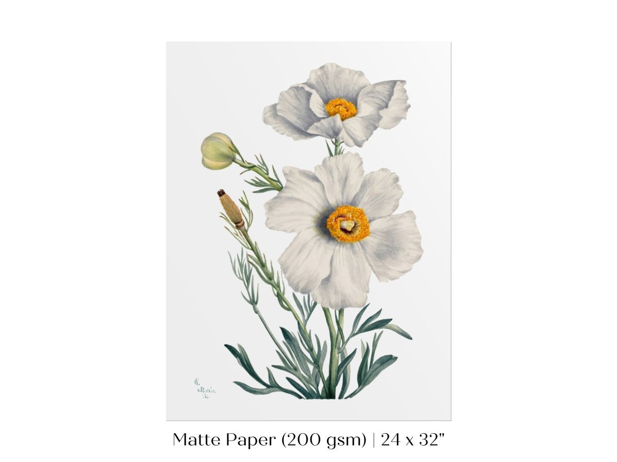 White Poppy Illustration | P79 - Single Art Prints - Piccolo Fiore Prints