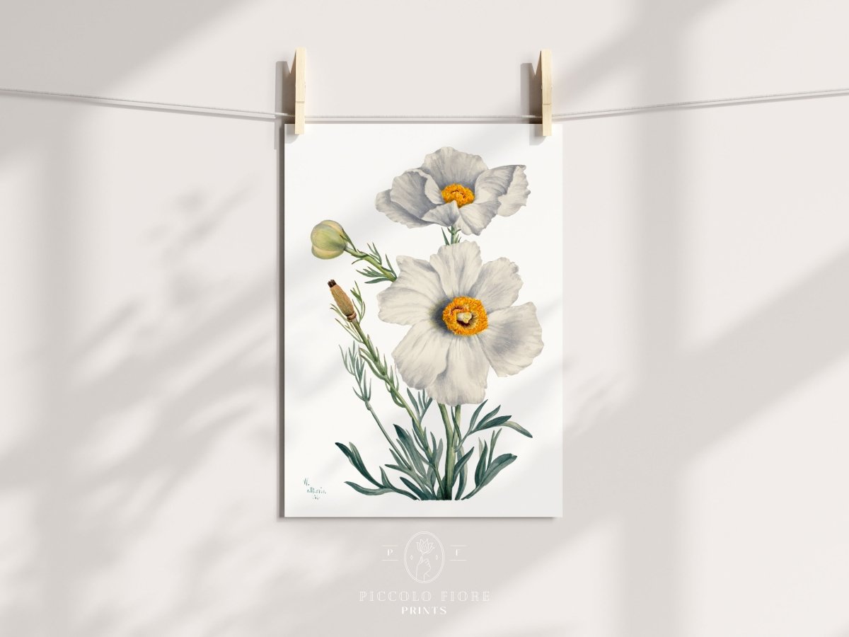 White Poppy Illustration | P79 - Single Art Prints - Piccolo Fiore Prints