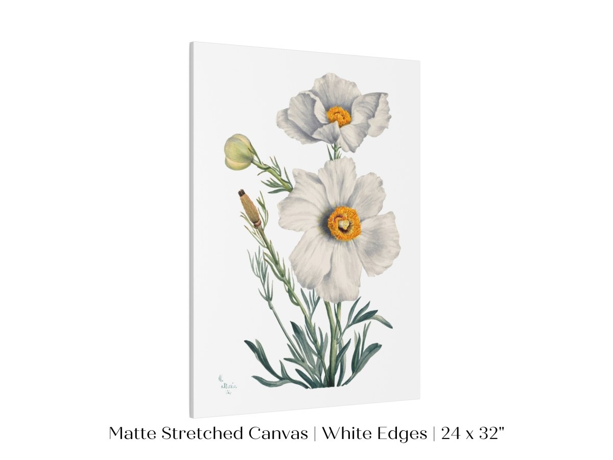White Poppy Illustration | P79 - Single Art Prints - Piccolo Fiore Prints