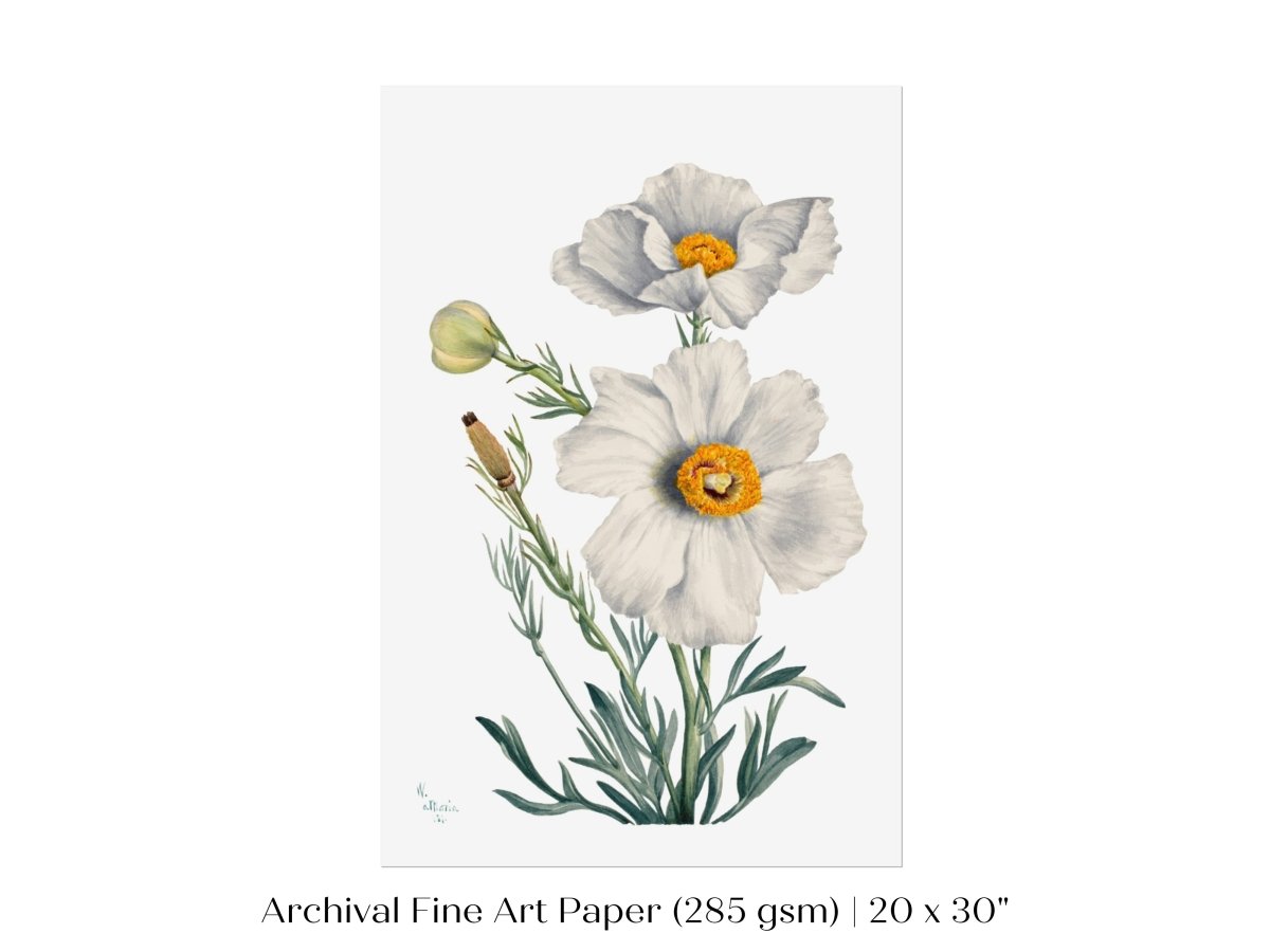 White Poppy Illustration | P79 - Single Art Prints - Piccolo Fiore Prints