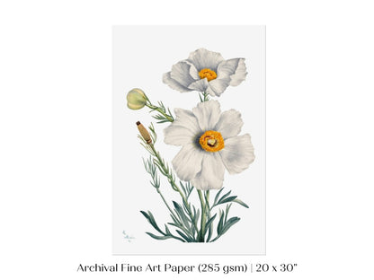 White Poppy Illustration | P79 - Single Art Prints - Piccolo Fiore Prints
