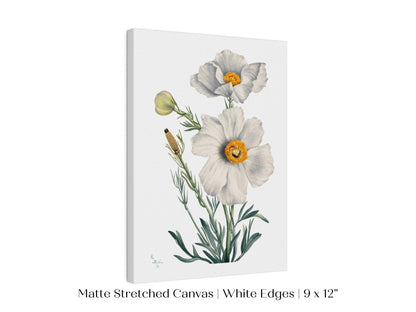 White Poppy Illustration | P79 - Single Art Prints - Piccolo Fiore Prints