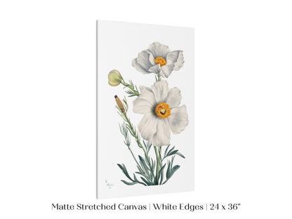 White Poppy Illustration | P79 - Single Art Prints - Piccolo Fiore Prints