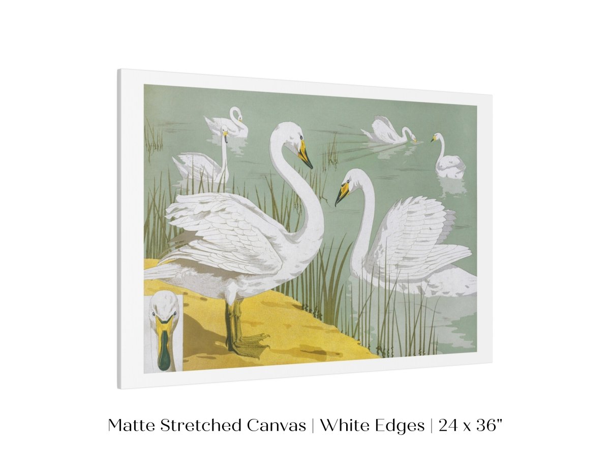 White Swans | P351 - Single Art Prints - Piccolo Fiore Prints