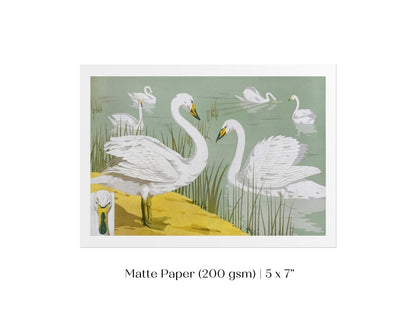 White Swans | P351 - Single Art Prints - Piccolo Fiore Prints