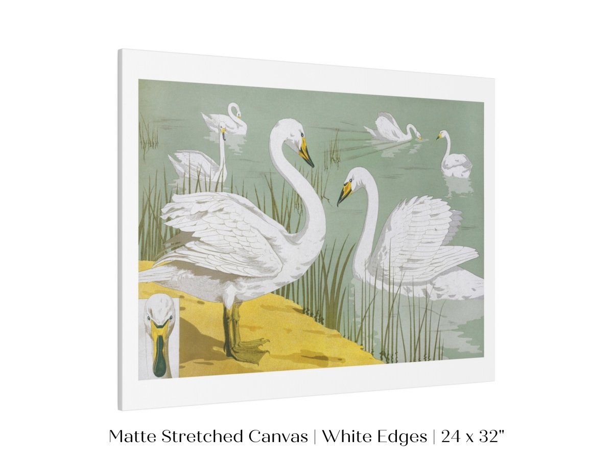White Swans | P351 - Single Art Prints - Piccolo Fiore Prints