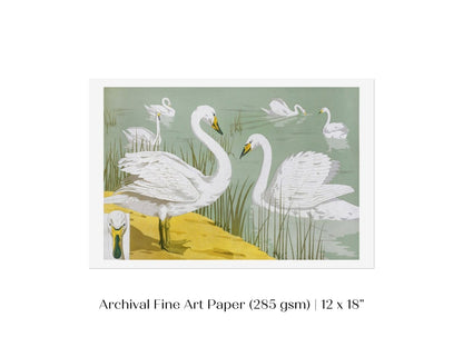 White Swans | P351 - Single Art Prints - Piccolo Fiore Prints