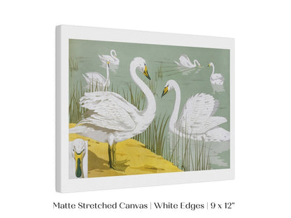 White Swans | P351 - Single Art Prints - Piccolo Fiore Prints