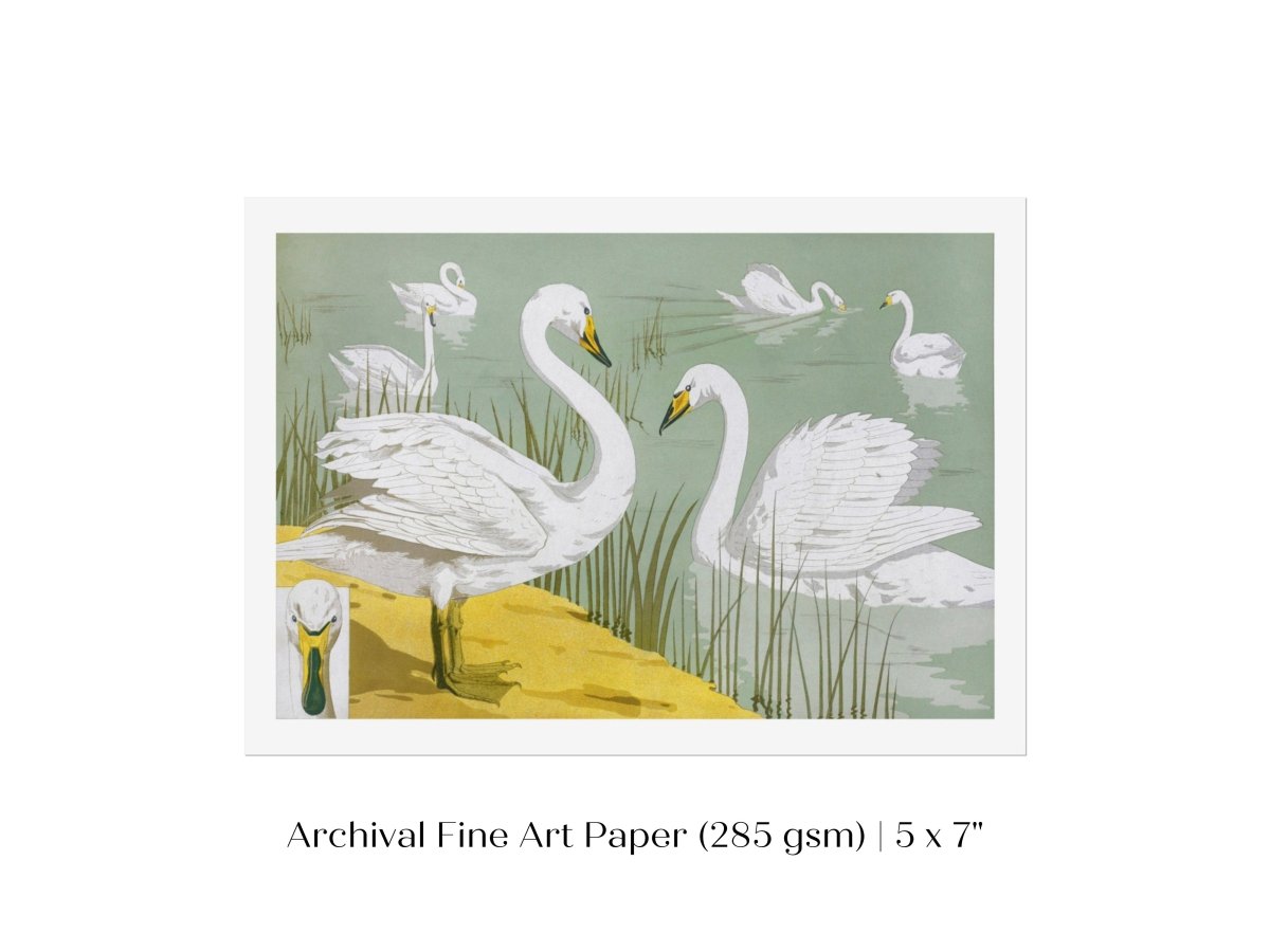 White Swans | P351 - Single Art Prints - Piccolo Fiore Prints
