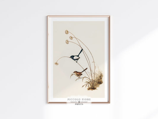 White - Winged Wren Illustration | P316 - Single Art Prints - Piccolo Fiore Prints