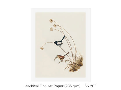 White - Winged Wren Illustration | P316 - Single Art Prints - Piccolo Fiore Prints