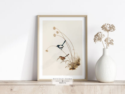 White - Winged Wren Illustration | P316 - Single Art Prints - Piccolo Fiore Prints