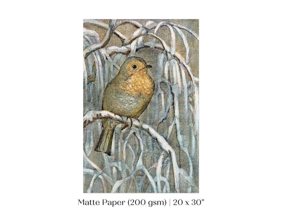 Winter Robin | P381 - Single Art Prints - Piccolo Fiore Prints