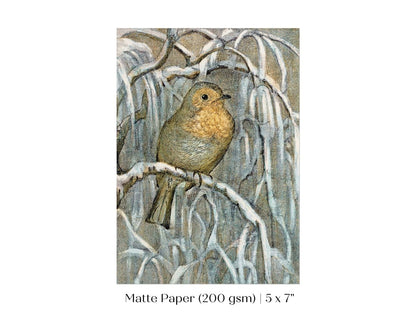 Winter Robin | P381 - Single Art Prints - Piccolo Fiore Prints