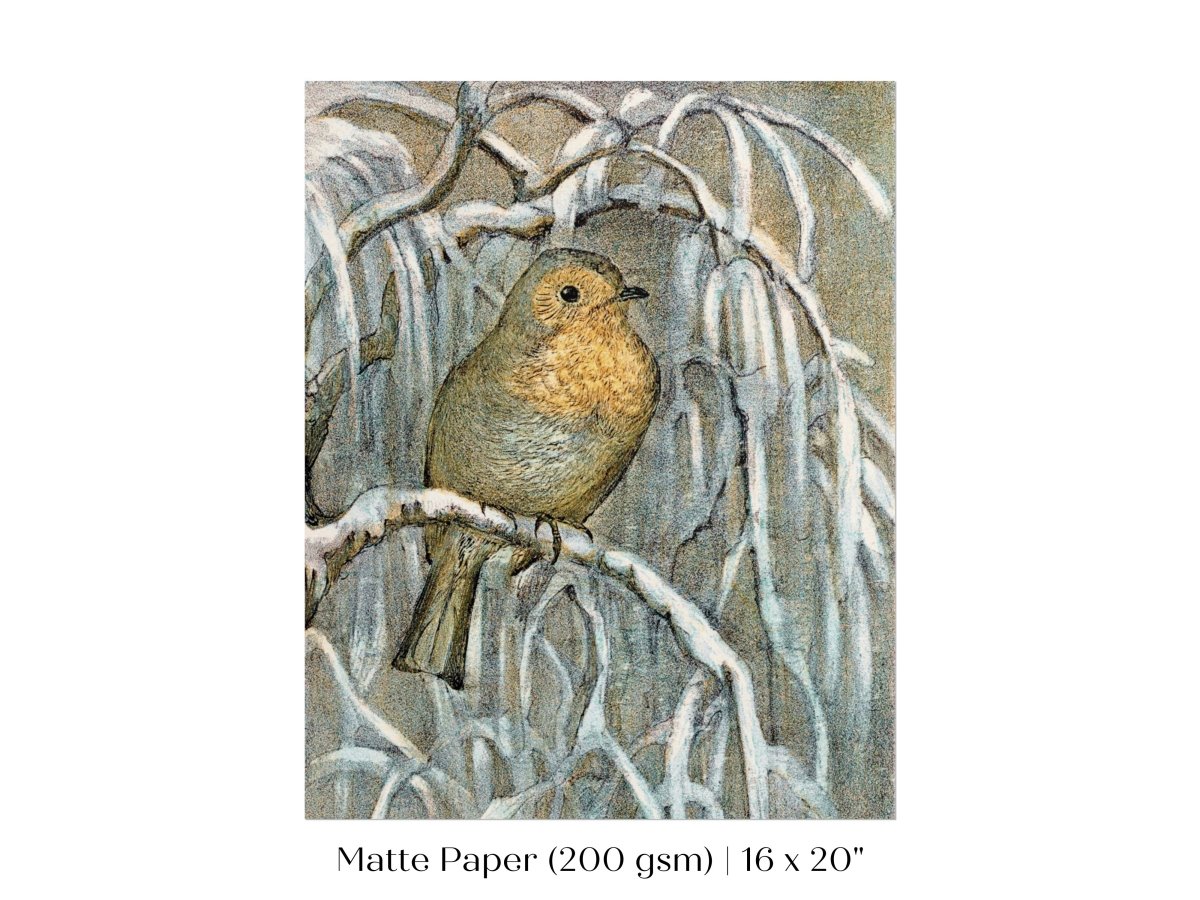 Winter Robin | P381 - Single Art Prints - Piccolo Fiore Prints