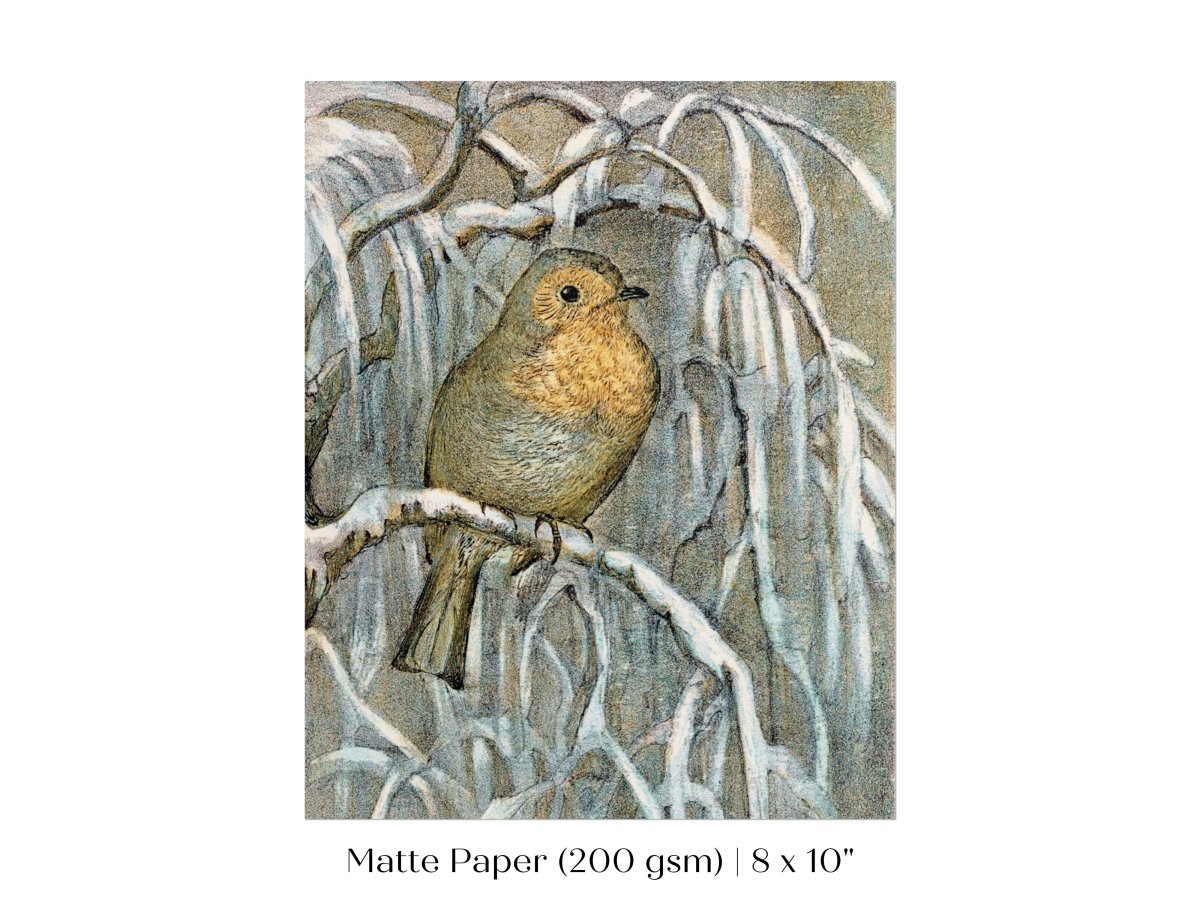 Winter Robin | P381 - Single Art Prints - Piccolo Fiore Prints