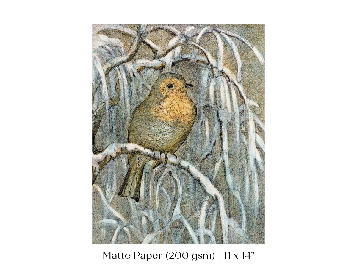 Winter Robin | P381 - Single Art Prints - Piccolo Fiore Prints