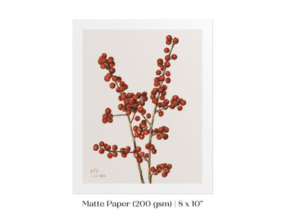 Winterberry Illustration | P469 - Single Art Prints - Piccolo Fiore Prints