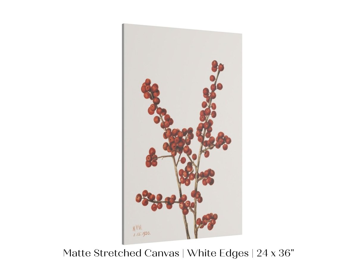 Winterberry Illustration | P469 - Single Art Prints - Piccolo Fiore Prints