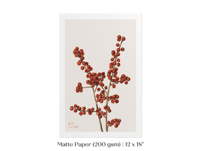 Winterberry Illustration | P469 - Single Art Prints - Piccolo Fiore Prints