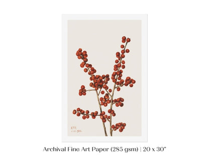 Winterberry Illustration | P469 - Single Art Prints - Piccolo Fiore Prints