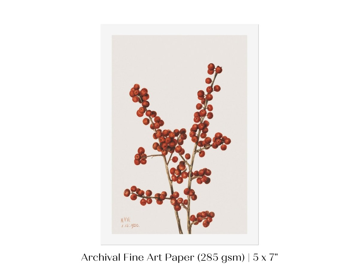 Winterberry Illustration | P469 - Single Art Prints - Piccolo Fiore Prints