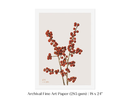 Winterberry Illustration | P469 - Single Art Prints - Piccolo Fiore Prints